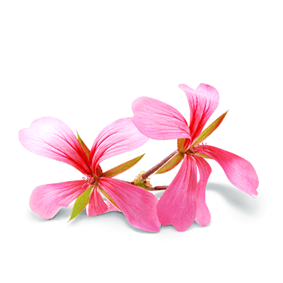 Icon Geranium